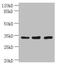 OTU Domain Containing 6B antibody, CSB-PA847646LA01HU, Cusabio, Western Blot image 