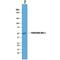 Follistatin Like 1 antibody, AF1694, R&D Systems, Western Blot image 