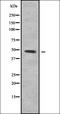 Oligodendrocyte Myelin Glycoprotein antibody, orb378362, Biorbyt, Western Blot image 