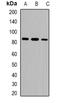 Ubiquitin Specific Peptidase 1 antibody, orb382487, Biorbyt, Western Blot image 