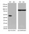 Protein Kinase C And Casein Kinase Substrate In Neurons 3 antibody, M07725-1, Boster Biological Technology, Western Blot image 