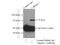 Calpain 1 antibody, 10538-1-AP, Proteintech Group, Immunoprecipitation image 