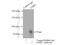 Fragile X Mental Retardation 1 antibody, 13755-1-AP, Proteintech Group, Immunoprecipitation image 