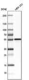 Dystrobrevin Binding Protein 1 antibody, NBP1-85298, Novus Biologicals, Western Blot image 