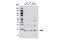 Fas apoptotic inhibitory molecule 1 antibody, 6907S, Cell Signaling Technology, Western Blot image 