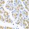 Ferrochelatase, mitochondrial antibody, PA5-76384, Invitrogen Antibodies, Immunohistochemistry paraffin image 