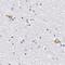 Alpha 2-HS Glycoprotein antibody, NBP1-90303, Novus Biologicals, Immunohistochemistry paraffin image 
