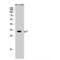 Cyclin Dependent Kinase Inhibitor 1C antibody, LS-C385315, Lifespan Biosciences, Western Blot image 