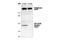 Eukaryotic translation initiation factor 4 gamma 1 antibody, 2441P, Cell Signaling Technology, Western Blot image 