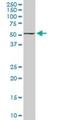 FKBP Prolyl Isomerase 4 antibody, H00002288-M01, Novus Biologicals, Western Blot image 