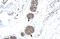 Matrix Metallopeptidase 19 antibody, 27-548, ProSci, Western Blot image 