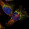 TAO Kinase 3 antibody, NBP1-84988, Novus Biologicals, Immunofluorescence image 