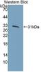 Kruppel Like Factor 5 antibody, LS-C372792, Lifespan Biosciences, Western Blot image 
