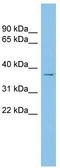 RNA-binding protein Raly antibody, TA332005, Origene, Western Blot image 