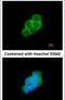 Tyrosine 3-Monooxygenase/Tryptophan 5-Monooxygenase Activation Protein Epsilon antibody, PA5-29773, Invitrogen Antibodies, Immunofluorescence image 