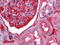 Alpha-1-B Glycoprotein antibody, M07289, Boster Biological Technology, Immunohistochemistry frozen image 