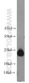 Gamma-Glutamylcyclotransferase antibody, 16257-1-AP, Proteintech Group, Western Blot image 