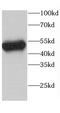 Cyclase Associated Actin Cytoskeleton Regulatory Protein 2 antibody, FNab01247, FineTest, Western Blot image 