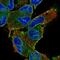 NDC1 Transmembrane Nucleoporin antibody, NBP2-57872, Novus Biologicals, Immunofluorescence image 