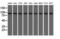 Ubiquitin Specific Peptidase 5 antibody, LS-C115296, Lifespan Biosciences, Western Blot image 