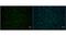 POU Class 5 Homeobox 1 antibody, GTX627423, GeneTex, Immunofluorescence image 