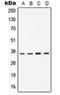 CD1b Molecule antibody, orb213682, Biorbyt, Western Blot image 