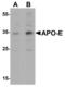 Apolipoprotein E antibody, LS-B10103, Lifespan Biosciences, Western Blot image 