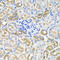 Protein Kinase AMP-Activated Non-Catalytic Subunit Gamma 1 antibody, 22-846, ProSci, Immunohistochemistry paraffin image 