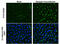 Dengue virus antibody, GTX132069, GeneTex, Immunofluorescence image 