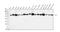 Protein Disulfide Isomerase Family A Member 5 antibody, A09898, Boster Biological Technology, Western Blot image 