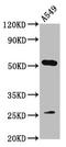 Calcium uptake protein 1, mitochondrial antibody, CSB-PA860652LA01HU, Cusabio, Western Blot image 