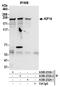 Kinesin Family Member 14 antibody, A300-233A, Bethyl Labs, Immunoprecipitation image 