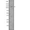 Sterol Regulatory Element Binding Transcription Factor 2 antibody, abx218757, Abbexa, Western Blot image 