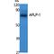 Amyloid Beta Precursor Like Protein 1 antibody, LS-C386814, Lifespan Biosciences, Western Blot image 