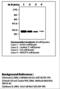 Cyclin Dependent Kinase 1 antibody, LS-C62118, Lifespan Biosciences, Western Blot image 