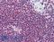 Hydroxycarboxylic Acid Receptor 3 antibody, LS-B1781, Lifespan Biosciences, Immunohistochemistry frozen image 