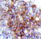 BRCA1 DNA Repair Associated antibody, AF6955, R&D Systems, Immunohistochemistry paraffin image 