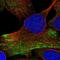 Ring Finger Protein 25 antibody, NBP1-89069, Novus Biologicals, Immunofluorescence image 