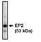 EP2 antibody, MBS395174, MyBioSource, Western Blot image 