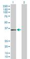 Apoptosis Enhancing Nuclease antibody, H00064782-B01P, Novus Biologicals, Western Blot image 