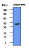 Betaine--Homocysteine S-Methyltransferase antibody, AM50001PU-S, Origene, Western Blot image 