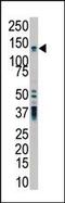 Polycystin 2, Transient Receptor Potential Cation Channel antibody, PA5-15126, Invitrogen Antibodies, Western Blot image 