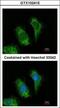 TNF Receptor Associated Factor 5 antibody, GTX102415, GeneTex, Immunofluorescence image 