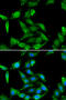 Guanidinoacetate N-Methyltransferase antibody, 22-340, ProSci, Immunofluorescence image 