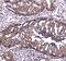 Caspase 4 antibody, A02941-1, Boster Biological Technology, Immunohistochemistry paraffin image 