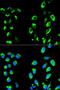 NFKB Inhibitor Alpha antibody, LS-C746963, Lifespan Biosciences, Immunofluorescence image 