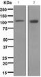 Androgen Receptor antibody, ab133273, Abcam, Western Blot image 