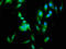 Tyrosine 3-Monooxygenase/Tryptophan 5-Monooxygenase Activation Protein Eta antibody, LS-C285612, Lifespan Biosciences, Immunofluorescence image 