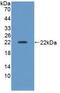 Inhibin Subunit Beta A antibody, MBS2025980, MyBioSource, Western Blot image 