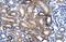 Zinc Finger Protein 75D antibody, PA5-41127, Invitrogen Antibodies, Immunohistochemistry frozen image 